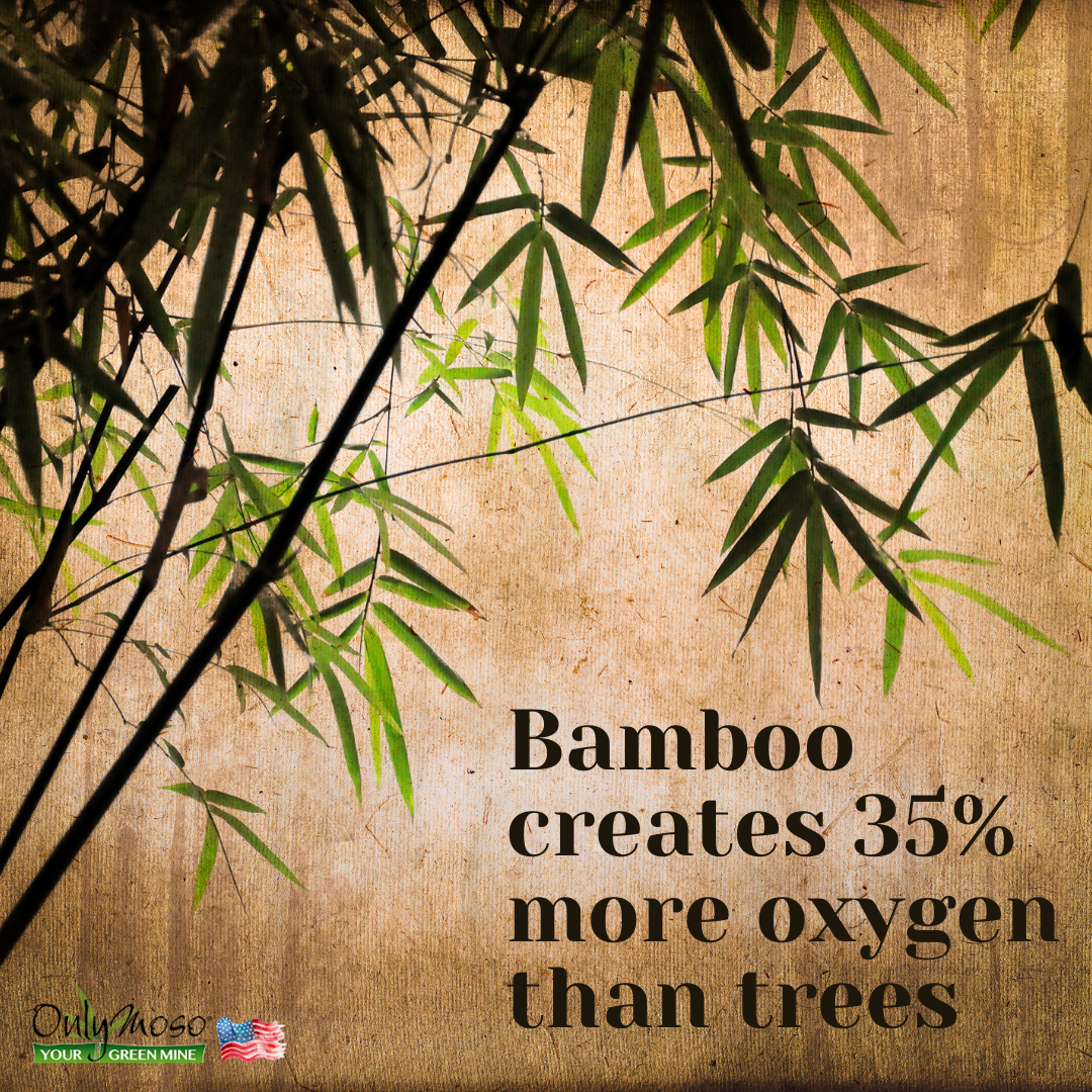 Does Bamboo Release More Oxygen than Trees? 